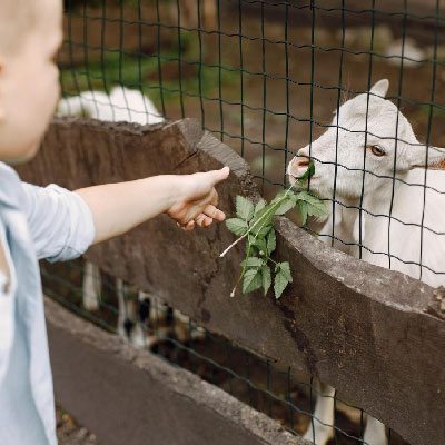 Homeowner farm ready to sell his property with goats
